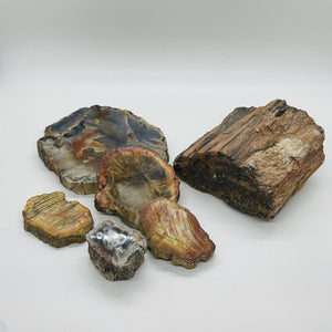 Petrified Wood Raw Piece