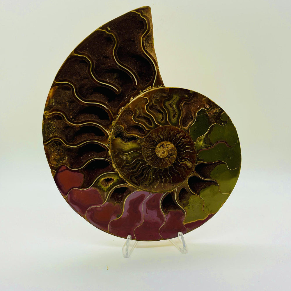 
            
                Load image into Gallery viewer, Premium Ammonite Halves
            
        