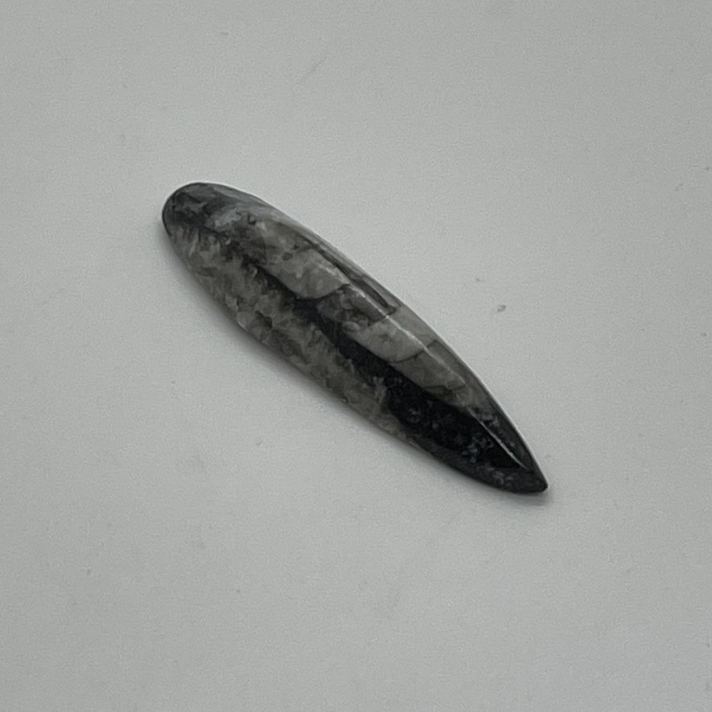 Orthoceras Fossil Piece