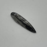 Orthoceras Fossil Piece