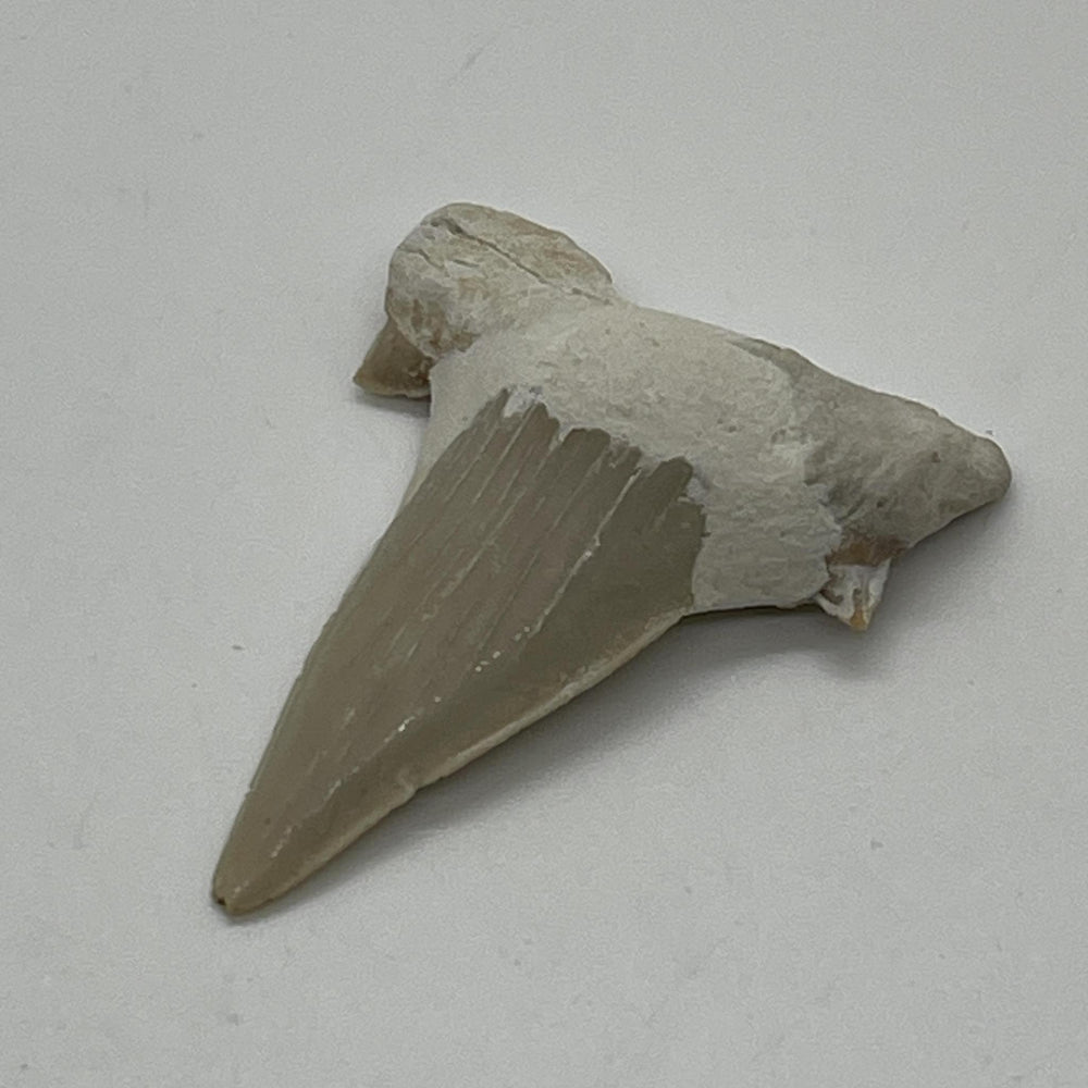 Shark Tooth Fossil Piece