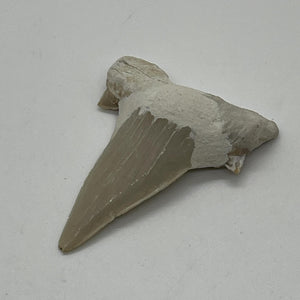 Shark Tooth Fossil Piece