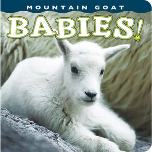 Mountain Goat Babies