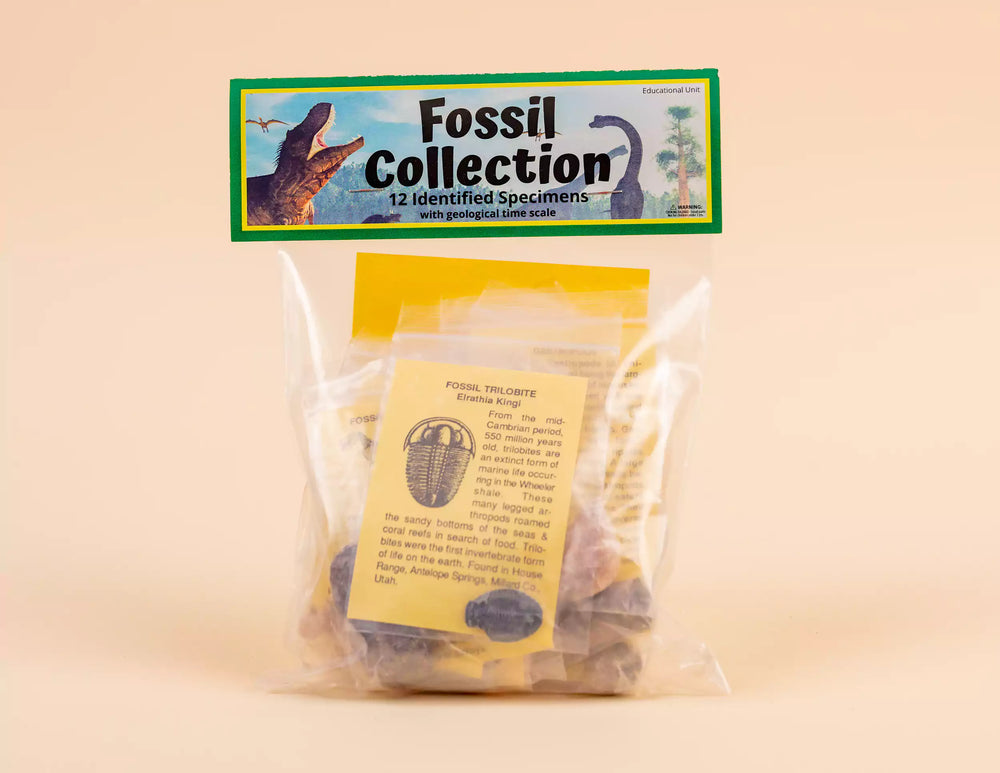 
            
                Load image into Gallery viewer, Fossil Collection
            
        