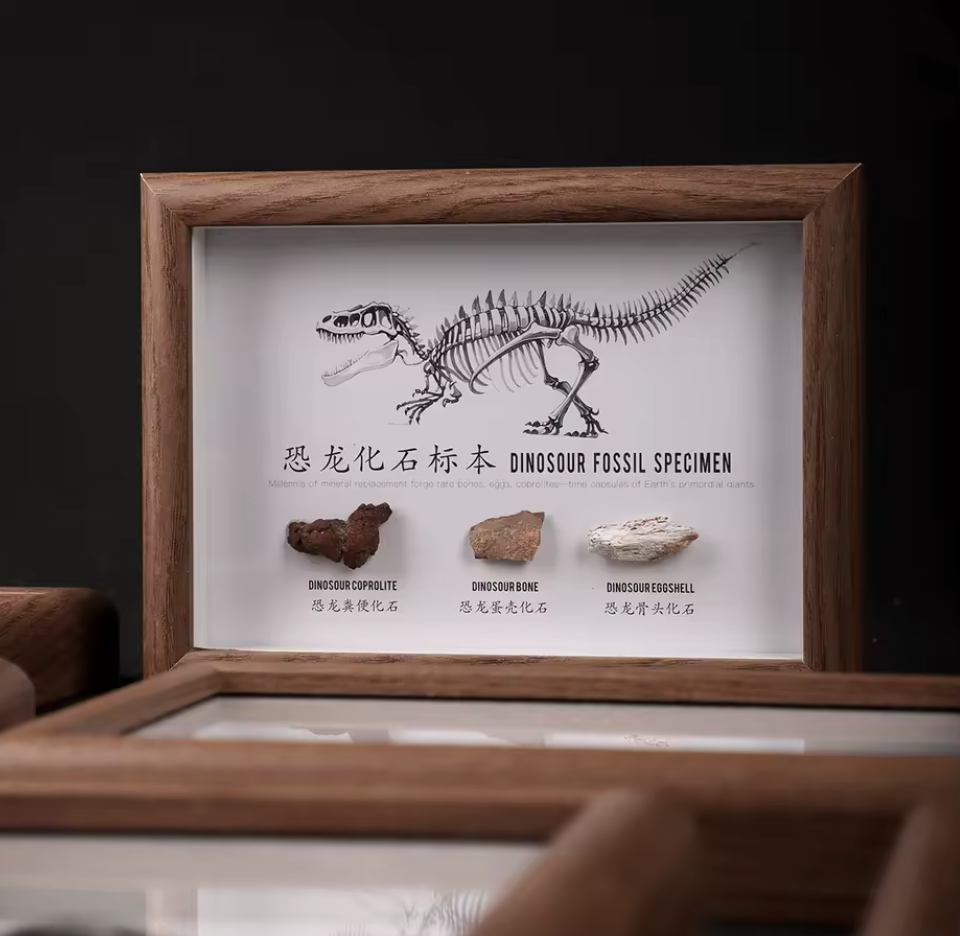 Natural Fossil Specimen Frame