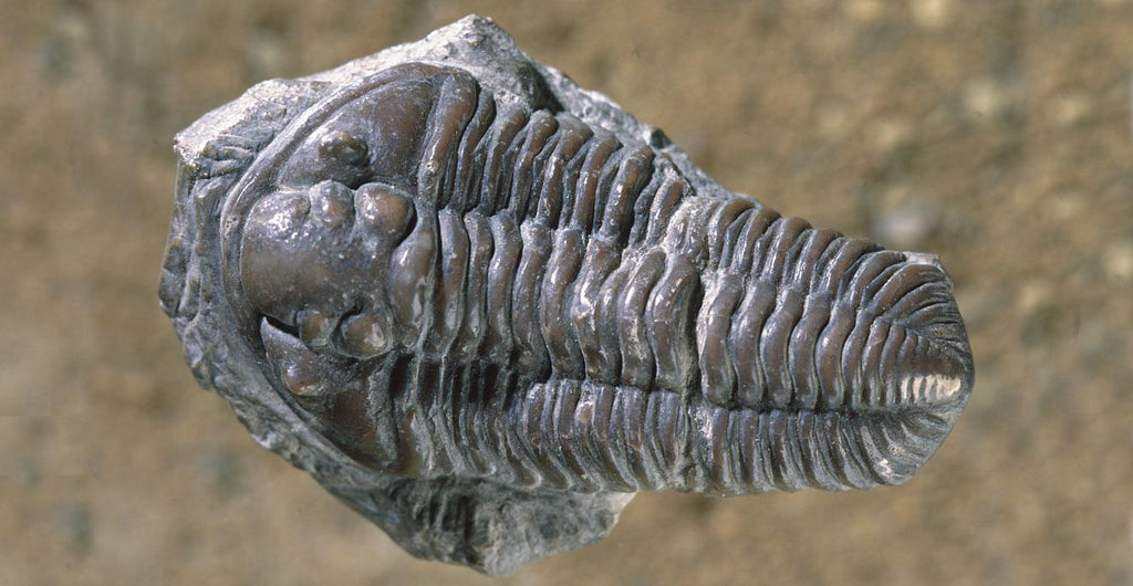 Utah Trilobite