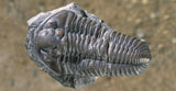 Utah Trilobite