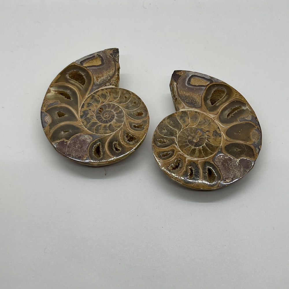 Ammonite Halves