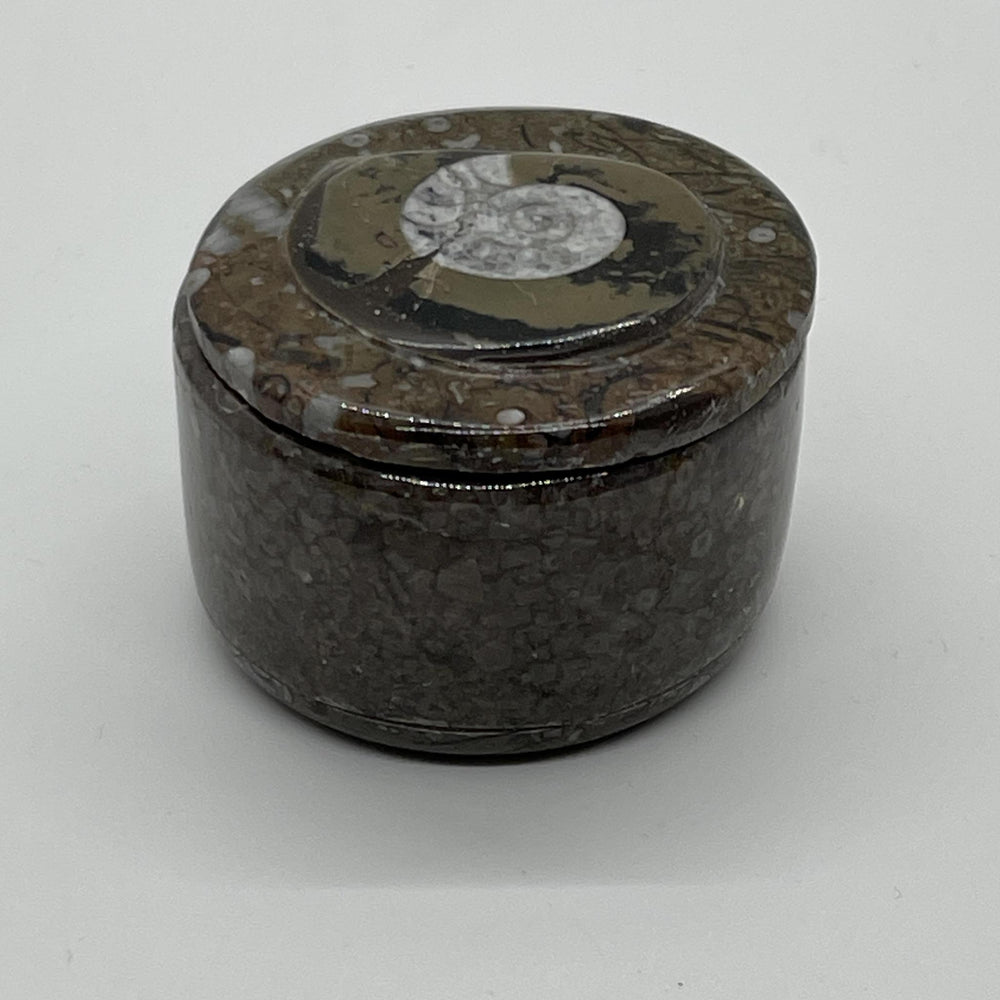 Ammonite and Orthoceras Fossil Round Box