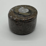 Ammonite and Orthoceras Fossil Round Box